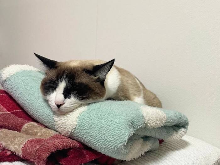 猫が『新しい敷物』に夢中になる理由4つ　上に乗りたがる心理や目的も解説