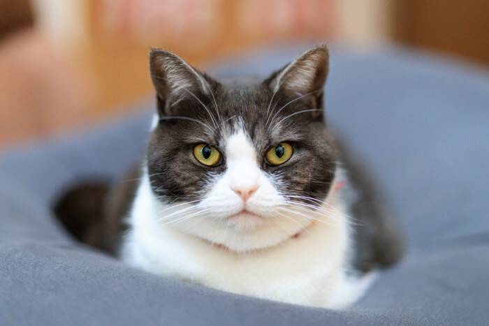 猫が『新しい敷物』に夢中になる理由4つ　上に乗りたがる心理や目的も解説