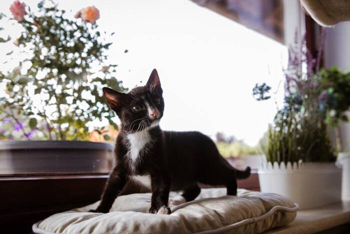 猫が成長しない『ドワーフィズム（小猫症）』ってどんな病気？主な原因や表れる特徴を解説