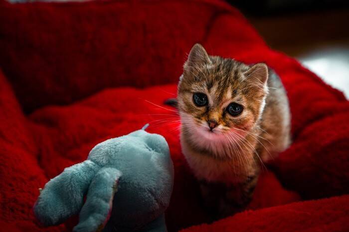 猫が成長しない『ドワーフィズム（小猫症）』ってどんな病気？主な原因や表れる特徴を解説