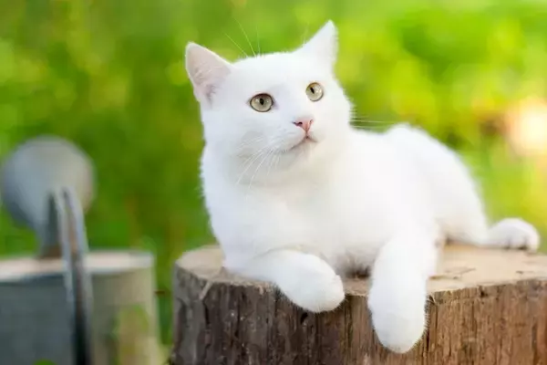「ガス爆発事故」が愛猫の性格を180度変えた！　いまでは放浪好きな人気猫に　英国