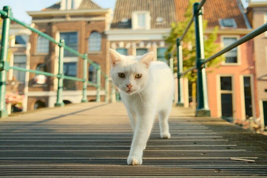 「ガス爆発事故」が愛猫の性格を180度変えた！　いまでは放浪好きな人気猫に　英国