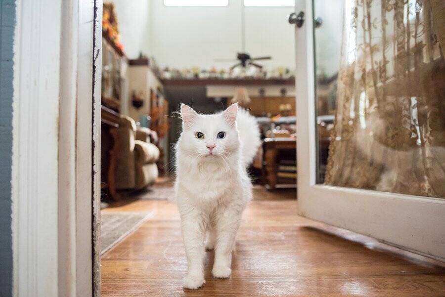 「ガス爆発事故」が愛猫の性格を180度変えた！　いまでは放浪好きな人気猫に　英国