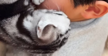 寝転がるお兄ちゃんに『子猫』が……止まらない『愛情表現』に笑ってしまうと13万再生「よっぽど好きなんだねｗ」「ニヤけてしまったｗ」
