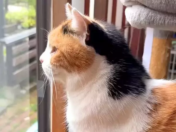 朝起きてお水を飲む三毛猫→窓辺に移動すると……尊すぎる『朝のルーティン』に「全てにおいて偉い」「何してても可愛い」と心奪われる人が続出