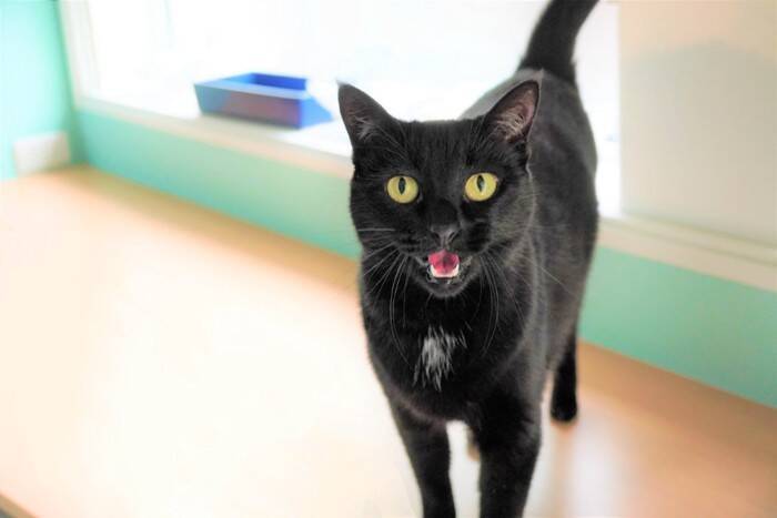 猫が『ご飯を要求し続ける』ときの原因4つ　食べたばかりなのになぜ？正しい対処法まで解説