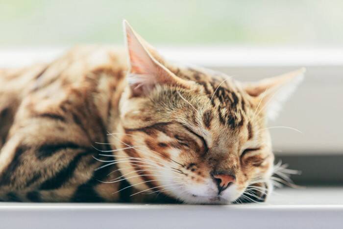 猫の『免疫力が下がっている』ときに表れるサイン5つ　起こりうるトラブルや向上させるための改善策まで
