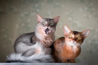 『長毛と短毛』どちらも存在する猫種3選　まるで違う種類のよう？それぞれの魅力や特徴もご紹介