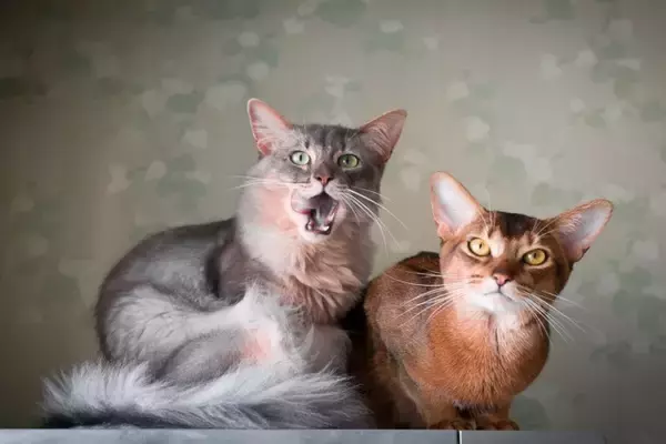 『長毛と短毛』どちらも存在する猫種3選　まるで違う種類のよう？それぞれの魅力や特徴もご紹介