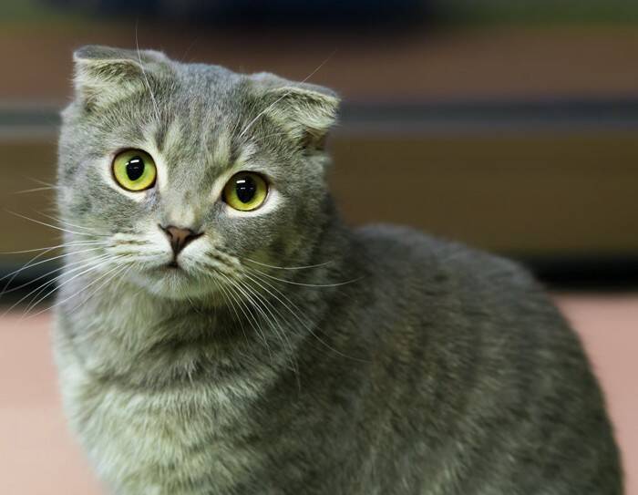 『長毛と短毛』どちらも存在する猫種3選　まるで違う種類のよう？それぞれの魅力や特徴もご紹介