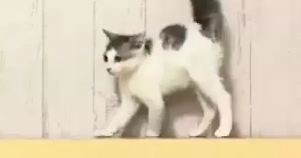 見つめあう２匹の子猫→お互いに背中を丸めた状態で…可愛すぎる『まさかの光景』に２万いいね「コントみたいｗ」「微笑ましいやんのかステップ」