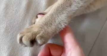 指を触りたそうにしていた猫→近づけてみると…まさかの『尊すぎる光景』が21万表示「噛むかと思ったらｗ」「天使の戯れ」と反響