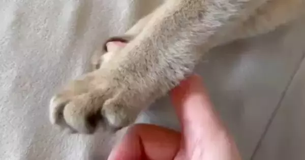 指を触りたそうにしていた猫→近づけてみると…まさかの『尊すぎる光景』が21万表示「噛むかと思ったらｗ」「天使の戯れ」と反響