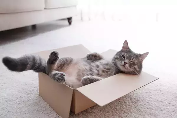 『運動を嫌がる猫』と遊ぶための方法4つ　運動不足によって起こりうるトラブルも解説
