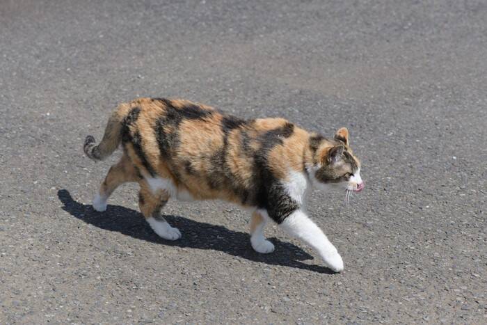 猫が『物に当たらずに歩ける』4つの理由　狭い隙間でもスイスイ歩けるのはなぜ？