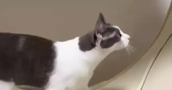 キャットホイールを使う猫→よく見たら…思わず2度見する『驚愕の光景』が228万表示「四つ葉のクローバー咲いてる」「健康的で素敵」