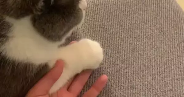 愛猫とおててを繋ぎながらテレビを見ていると…信じられないほど尊い『予想外の行動』が225万再生「悲鳴が出た」「ラブラブすぎる」