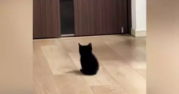 家族の帰宅を待つ『赤ちゃん猫』→ドアが開くと……とんでもなく尊い『お出迎えの光景』が268万再生「2頭身がたまらん」「キュンときた」