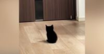 家族の帰宅を待つ『赤ちゃん猫』→ドアが開くと……とんでもなく尊い『お出迎えの光景』が268万再生「2頭身がたまらん」「キュンときた」