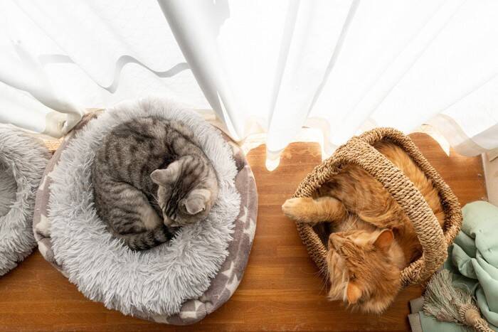 猫を飼ったら『できなくなること』4選　迎える前に備えておくべき覚悟とは