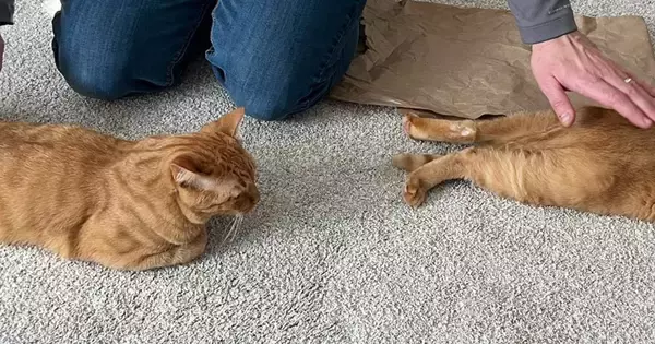 『２匹の茶トラ猫』が夫の前に並んで……まさかの瞬間に「幸せな光景すぎる」「ちょうどいい位置ｗ」微笑ましい様子に３万いいねの反響