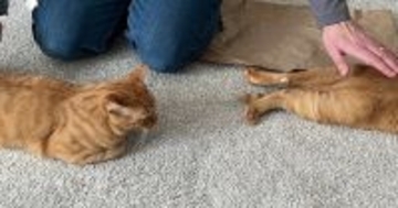 『２匹の茶トラ猫』が夫の前に並んで……まさかの瞬間に「幸せな光景すぎる」「ちょうどいい位置ｗ」微笑ましい様子に３万いいねの反響