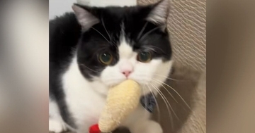 お気に入りのおもちゃを『取られると思った猫』→必死に抵抗しようとして…かわいすぎる光景に「お口むにゅぅ」「スーパーカーみたいな音ｗ」