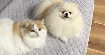 甘えん坊な『犬と猫』→飼い主さんが『ミーティング』をしていると…思わず笑ってしまう行動に「尊すぎるｗ」「ニマニマしちゃった」と反響