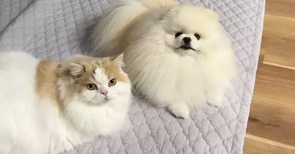 甘えん坊な『犬と猫』→飼い主さんが『ミーティング』をしていると…思わず笑ってしまう行動に「尊すぎるｗ」「ニマニマしちゃった」と反響