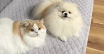 甘えん坊な『犬と猫』→飼い主さんが『ミーティング』をしていると…思わず笑ってしまう行動に「尊すぎるｗ」「ニマニマしちゃった」と反響