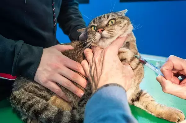 愛猫は「猫の献血ドナー」　落ち着いた性格がこの「仕事」にはぴったり！　英国