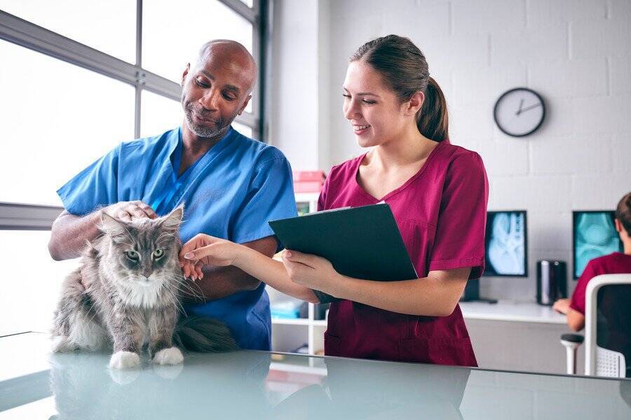 愛猫は「猫の献血ドナー」　落ち着いた性格がこの「仕事」にはぴったり！　英国