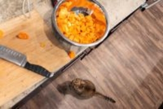 猫が命を落としかねない『超危険な場所』4選　家の中に潜むリスクや事故を防ぐ対策まで