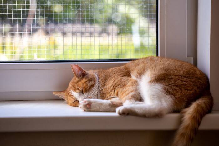 猫が命を落としかねない『超危険な場所』4選　家の中に潜むリスクや事故を防ぐ対策まで