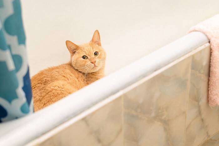 猫が命を落としかねない『超危険な場所』4選　家の中に潜むリスクや事故を防ぐ対策まで