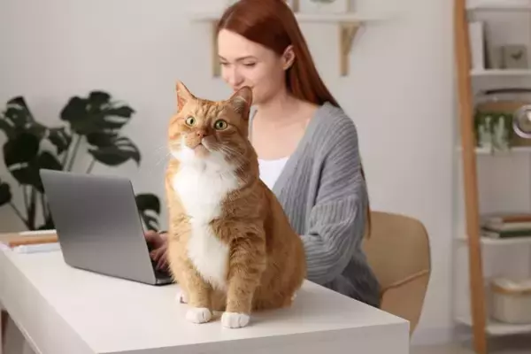 猫から『忘れられやすい人』に当てはまる特徴4選　印象が薄くなる理由や記憶してもらう方法まで