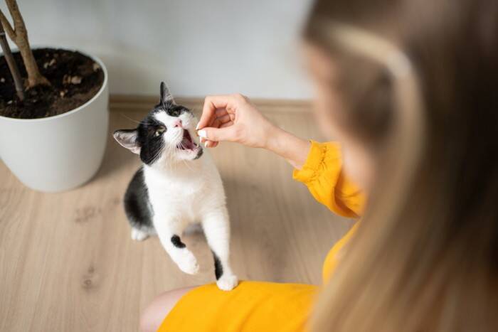 猫から『忘れられやすい人』に当てはまる特徴4選　印象が薄くなる理由や記憶してもらう方法まで
