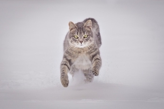 猫の『テンションが急に高くなる』ときの理由5つ　突然スイッチが入るのはなぜ？落ち着かせるコツもご紹介