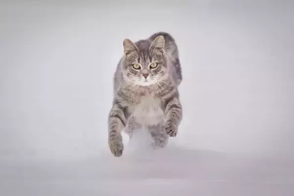 猫の『テンションが急に高くなる』ときの理由5つ　突然スイッチが入るのはなぜ？落ち着かせるコツもご紹介