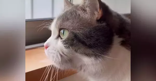 窓の外を眺める猫→帰ってきた『大好きなお姉ちゃん』に気づくと…尊すぎる『予想外の鳴き声』が245万再生「おかえりかなｗ」「たまらん」