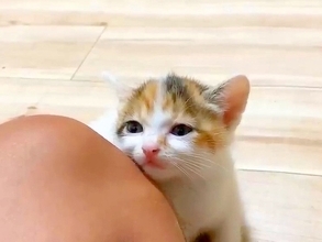 保護された子猫たち→１匹が膝にくっついてきて…思わず悶絶してしまうほど『あざとい行動』に「かわいすぎ」「ニヤけてしまう」と絶賛の声