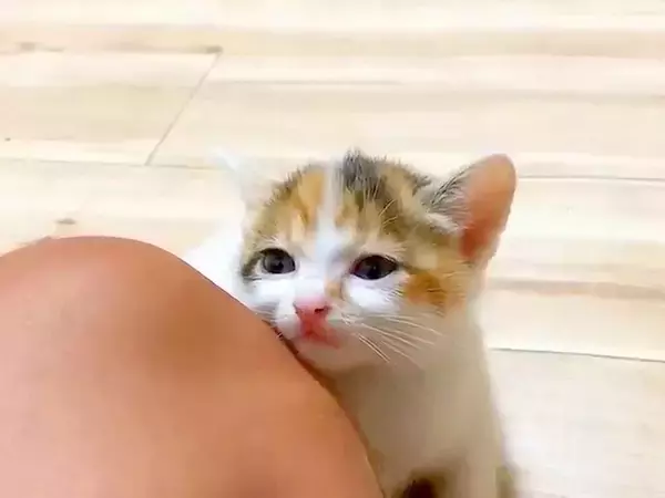 保護された子猫たち→１匹が膝にくっついてきて…思わず悶絶してしまうほど『あざとい行動』に「かわいすぎ」「ニヤけてしまう」と絶賛の声