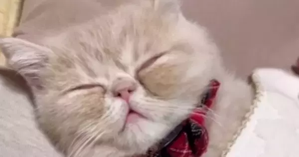 洗濯物を畳んでいる横で『眠っていた子猫』→おててをそっと持ち上げてみると…尊すぎる光景が12万再生「思わず笑顔になった」「天使ｗ」