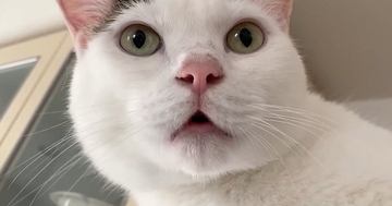 『大好きなパパ』を待っていた猫→帰ってくると……たまらなく可愛い反応が20万再生「テンションの上がり方がｗ」「エンジン絶好調ｗ」