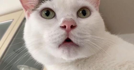 『大好きなパパ』を待っていた猫→帰ってくると……たまらなく可愛い反応が20万再生「テンションの上がり方がｗ」「エンジン絶好調ｗ」