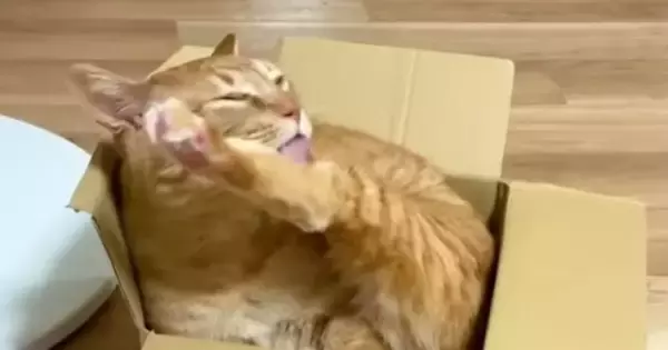 段ボール箱が大好きな猫→涼しそうな『新しいベッド』を用意してみると…翌日の『笑ってしまう展開』に反響「ミッチミッチが好きなんだｗ」