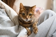 飼い主が愛猫から受けがちな『ネコハラ行為』4選　邪魔してくるのはなぜ？考えられる心理も