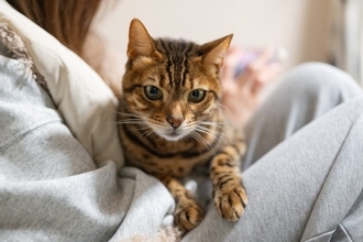 飼い主が愛猫から受けがちな『ネコハラ行為』4選　邪魔してくるのはなぜ？考えられる心理も