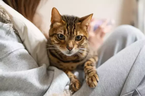 飼い主が愛猫から受けがちな『ネコハラ行為』4選　邪魔してくるのはなぜ？考えられる心理も