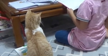 女の子が『宿題』をしていると、『猫』が机の上に乗ってきて…思わず笑ってしまう展開に「素晴らしい関係性」「絶対わざとだよねｗ」の声